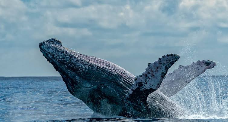 Whales